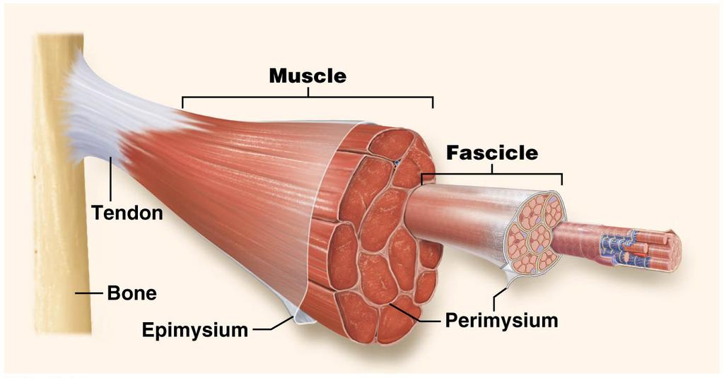 PUTTING IT ALL TOGETHER: THE BIG PICTURE OF SKELETAL MUSCLE STRUCTURE Multiple muscle fibers (surrounded by