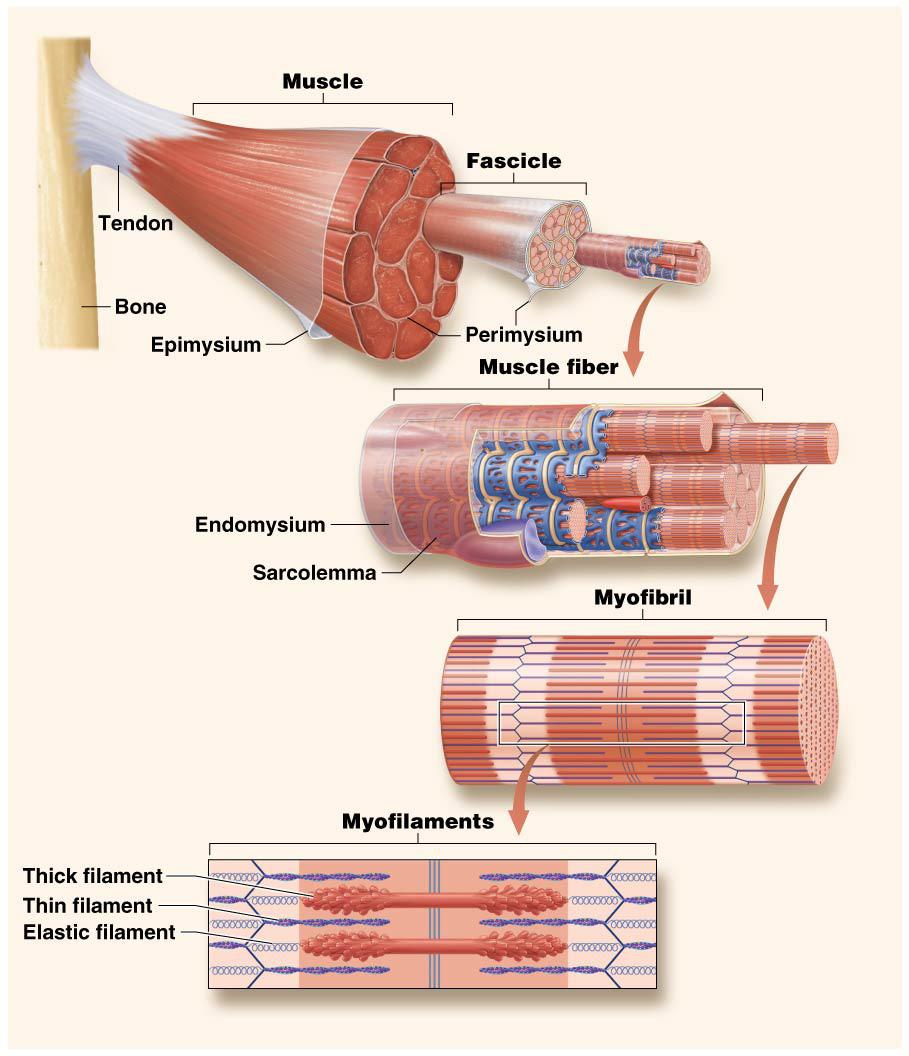 perimysium and epimysium come together at the end of the muscle to form a that binds the muscle to its attaching