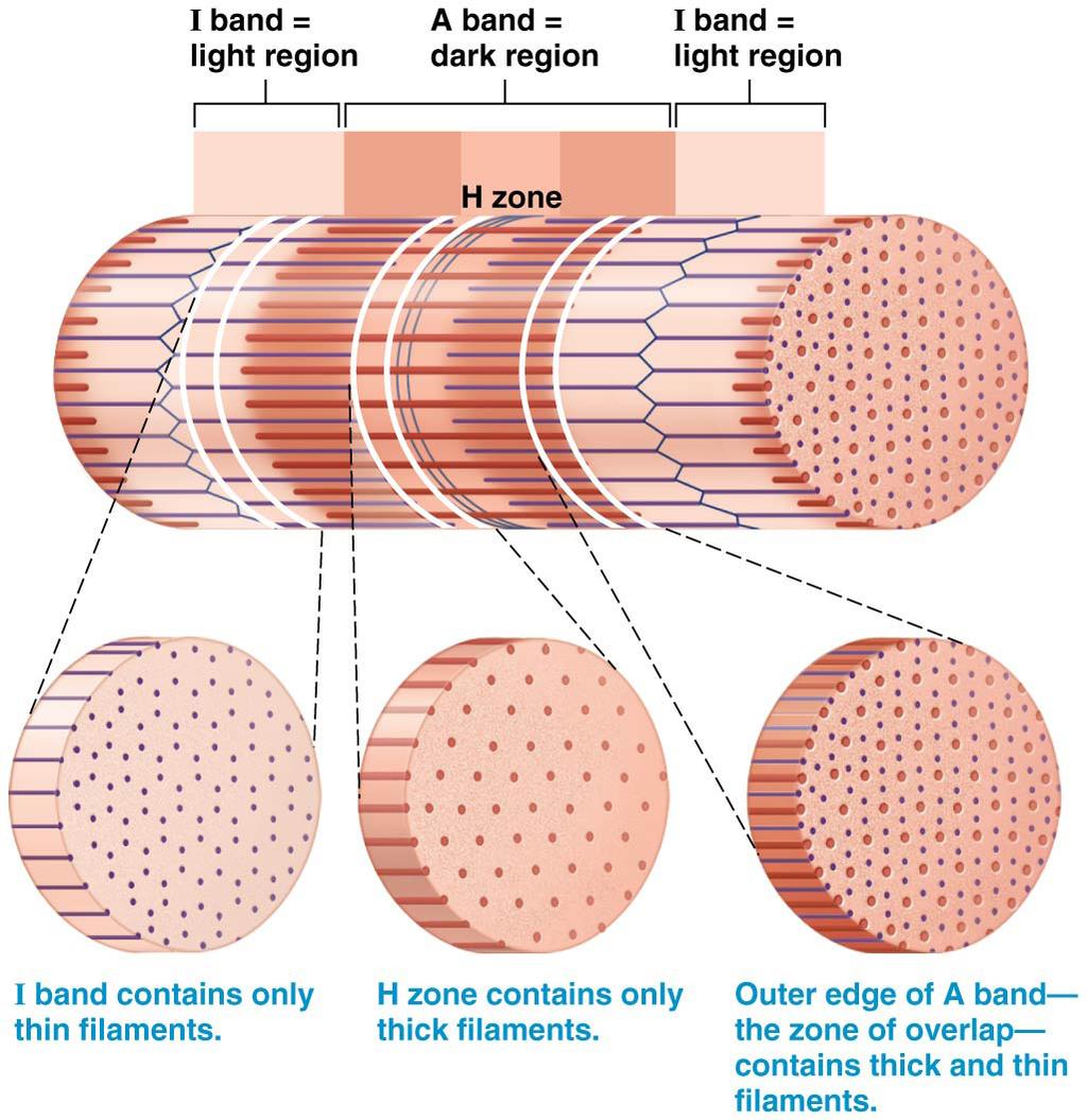 6 The Big Picture of Skeletal Muscle Structure.