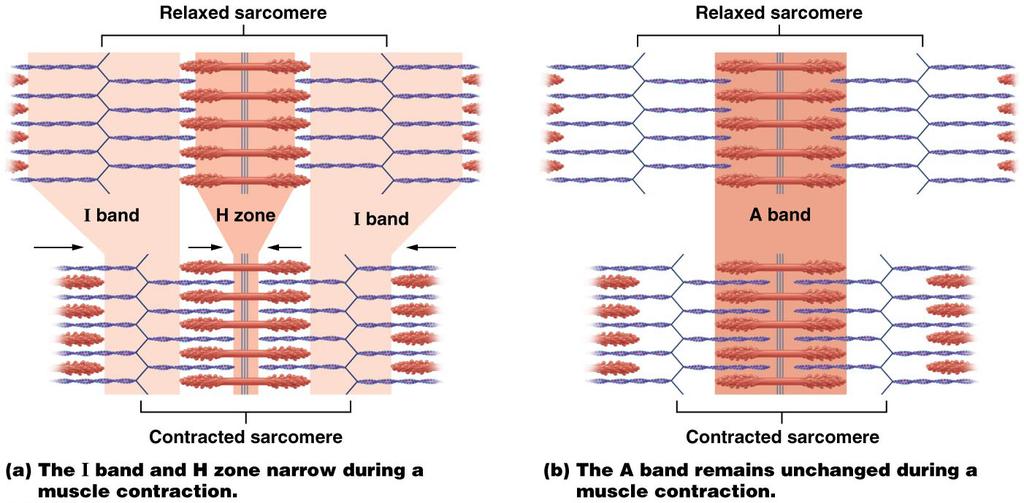 THE SLIDING-FILAMENT THEORY Sliding filament theory (mechanism) explains how tension is generated during muscle contraction The I band and the H zone narrow while the A band remains unchanged