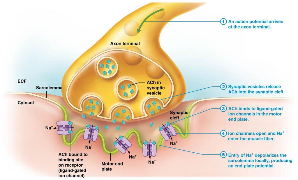 terminal of the neuron contains synaptic vesicles filled with the neurotransmitter (ACh) Figure 10.12 Structures of the neuromuscular junction.