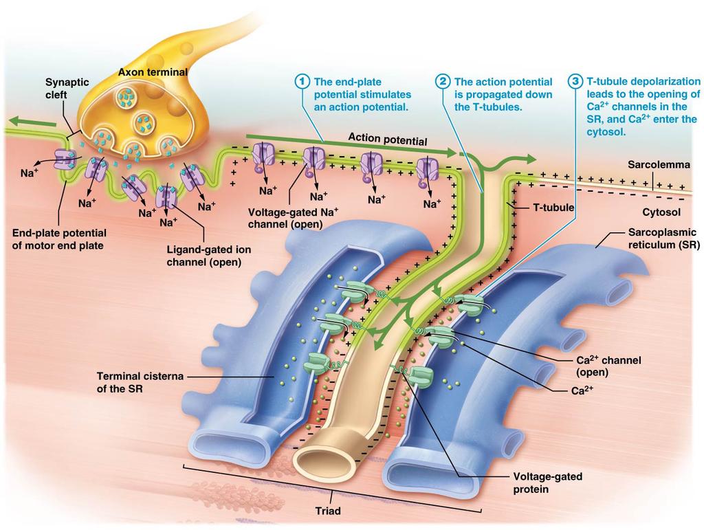 Potassium entering the synaptic terminus d. An action potential arriving at the synaptic terminus The term synaptic cleft refers to a. A fold on the motor end plate b.
