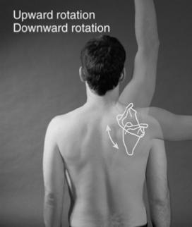 Adduction Movement of a joint so that a body part moves toward the midline of the body Applies also to movements across the body 40 Horizontal Adduction, Ulnar Deviation, and Rotation Horizontal