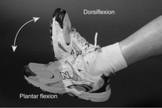 Supination and Pronation Supination: A type of lateral or outward rotation (assuming a lying face up position) - Supination of the forearm - Supination of the foot Pronation: A type of medial or