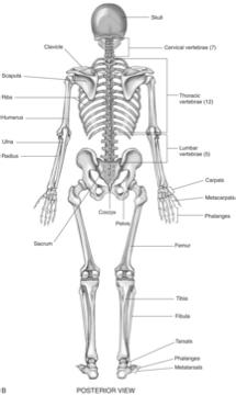 Regions of the Skeletal System From Herlihy B: The human body in health and illness, ed 4, St. Louis, 2011, Mosby.