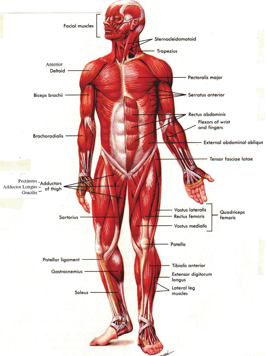 Most movements that occur in physical activities are combinations of the movements explained in figure 3.7. Introductory anatomy of the muscular system Body muscles figure 3.