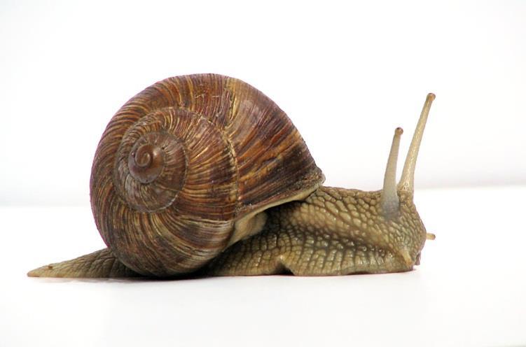 4] Explain the movement in the following organisms: The snail moves with the help of a muscular organ known as the FOOT.