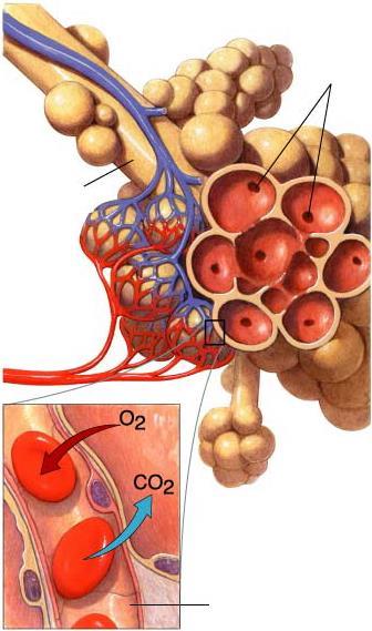 Gas Exchange Section 37-3 in the lungs occurs through the process of DIFFUSION High concentration of oxygen (O 2 ) moves out