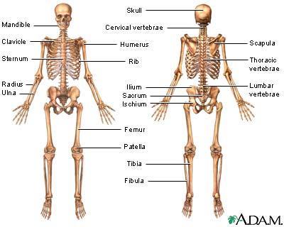 Skeletal System Major Structures bones and joints Functions protects organs shapes & supports the body interacts