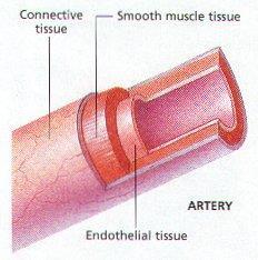 Types Of Blood Vessels Arteries Move blood away from heart Have thick &