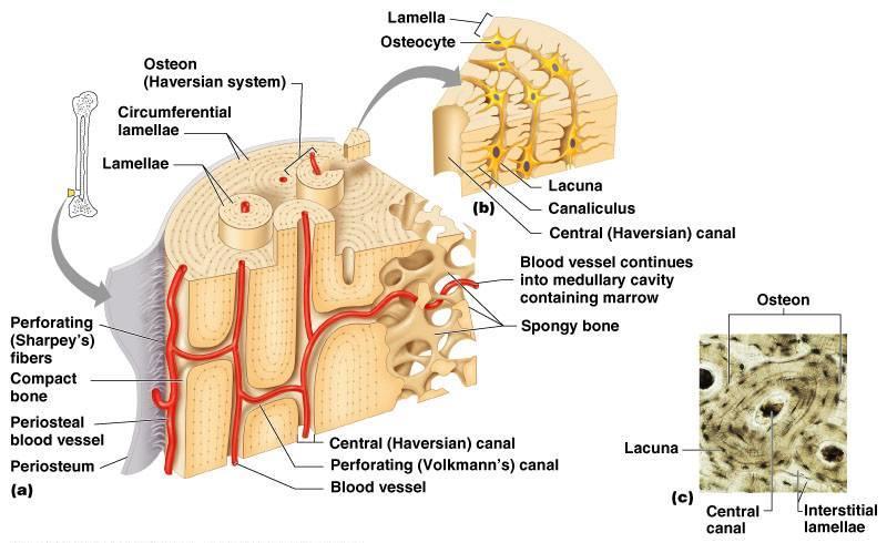 MAJOR MUSCLES ARE ATTACHED TO YOUR BONES BLOOD CELLS ARE FORMED IN RED MARROW AT