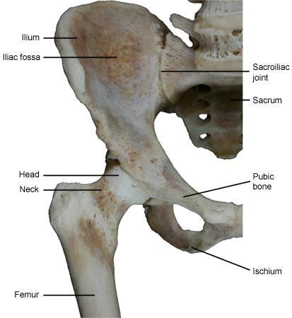 JOINTS ANY PLACE WHERE TWO OR MORE BONES COME TOGETHER, HELD IN PLACE
