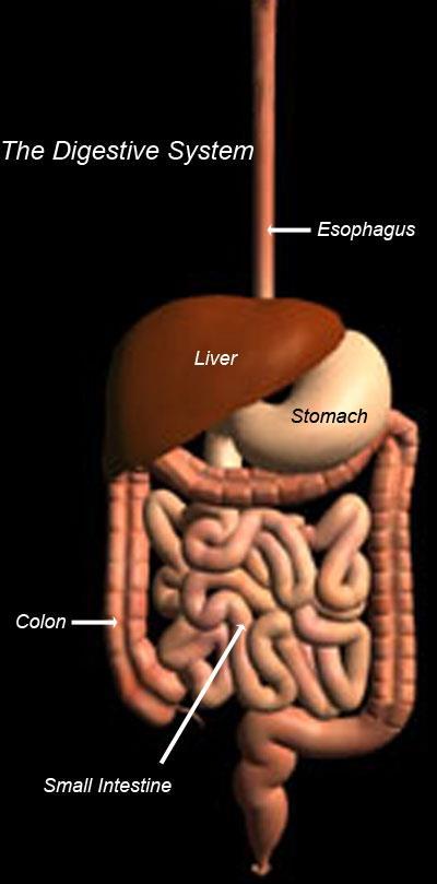 DIGESTIVE SYSTEM DIGESTIVE SYSTEM MAIN FUNCTION IS TO DISASSEMBLE THE FOOD YOU EAT INTO MOLECULES YOUR BODY CAN USE AS ENERGY.