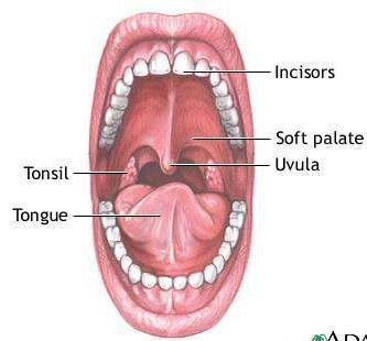 THE MOUTH FOOD ENTERS TO BEGIN THE DIGESTIVE PROCESS TEETH ARE USED FOR MECHANICAL DIGESTION TO BREAK THE FOOD INTO SMALLER PIECES, SO IT CAN BE EASILY SWALLOWED.