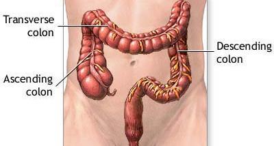 WHEN THE FOOD ARRIVES IN THE LARGE INTESTINE IT IS NUTRIENT FREE THE LARGE INTESTINE PULLS ANY EXCESS WATER OUT OF THE REMAINING INDIGESTIBLE MATERIAL CREATING FECES THE LARGE INTESTINE IS