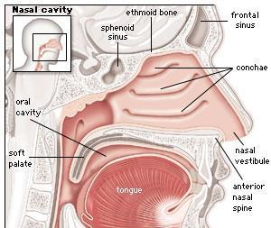 ORGANS OF THE RESPIRATORY SYSTEM THE NOSE AIR ENTERS THE BODY THROUGH THE NOSE INTO THE NASAL CAVITIES, WHICH ARE LINED WITH CELLS CALLED CILIA, OR TINY, HAIR-LIKE PROJECTIONS