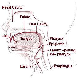 THE PHARYNX AIR ENTERS THE PHARYNX, OTHERWISE KNOWN AS THE THROAT; TUBE-LIKE