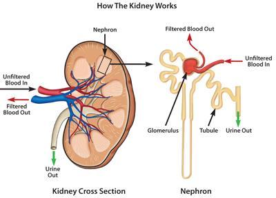 THE NEPHRONS FILTER WASTE IN STAGES: BLOOD FLOWS FROM ARTERY INTO A NEPHRON IN THE KIDNEY BLOOD REACHES CLUSTER OF CAPILLARIES UREA, WATER, GLUCOSE, AND OTHER MATERIALS ARE FILTERED FROM THE BLOOD.