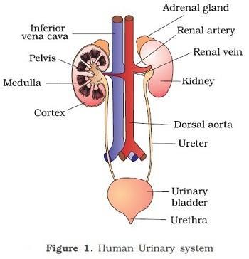 URETERS URINE FLOWS FROM THE KIDNEY THROUGH THESE NARROW TUBES AND CARRY URINE TO THE URINARY BLADDER.