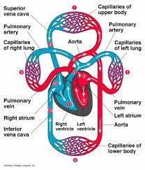 THE CARDIOVASCULAR SYSTEM CARDIOVASCULAR SYSTEM (CIRCULATORY SYSTEM) CARRIES NEEDED SUBSTANCES
