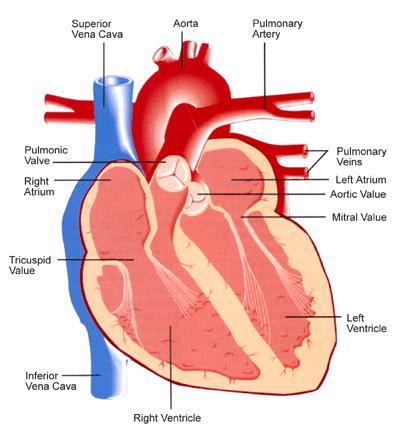 CARDIOVASCULAR SYSTEM INCLUDES: THE HEART HOLLOW, MUSCULAR ORGAN THAT PUMPS BLOOD THROUGHOUT THE BODY EACH HEART BEAT PUSHES BLOOD THROUGH THE BLOOD VESSELS.