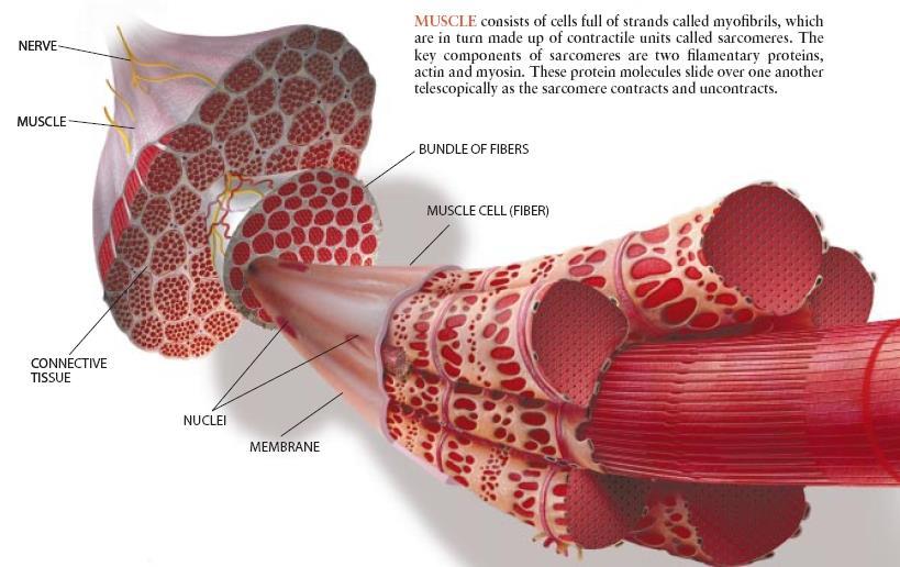 MUSCLE TISSUE IS MADE UP OF FIBERS, OR FUSED MUSCLE CELLS.