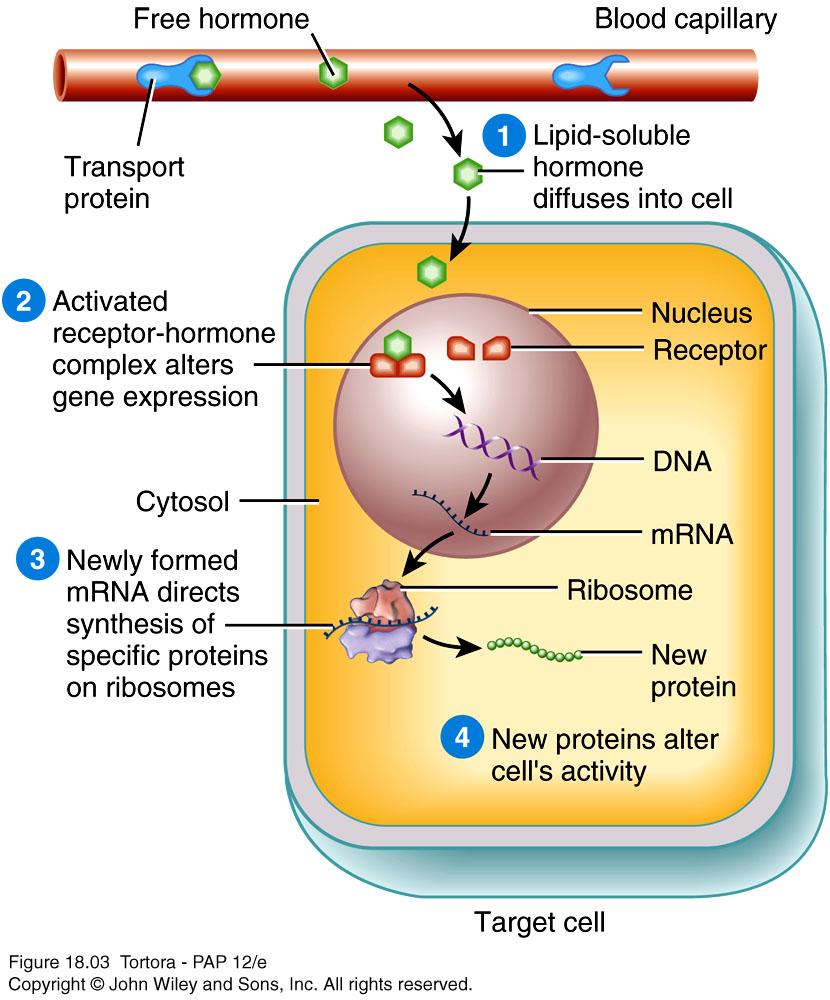 Control of Hormone Secretion n Regulated by Signals from nervous system Chemical changes in the