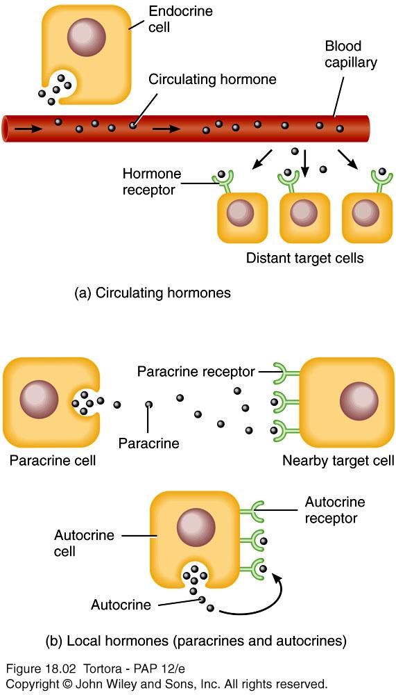 n Hormone types Circulating circulate in blood throughout body Local hormones act