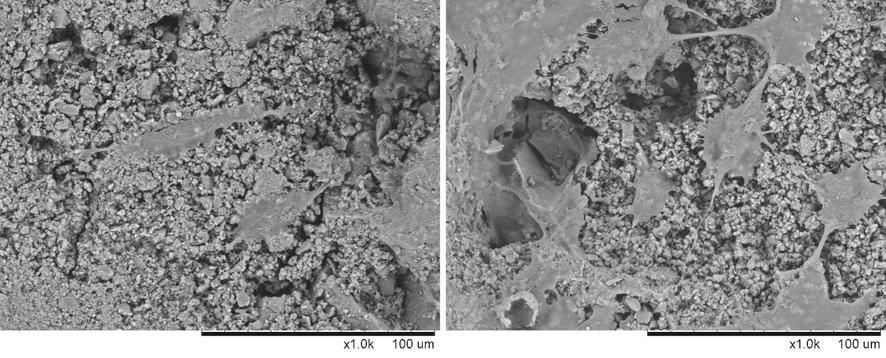 SEM images of cells cultured on tricalcium silicate for different times: (a) 3 days and (b) 7 days. after soaking for 14 days.