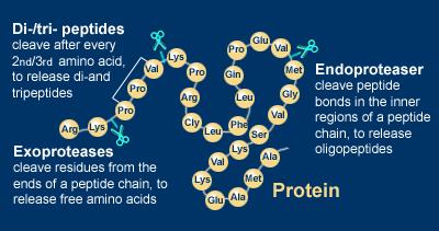 Protein hydrolysates the next generation of protein applications