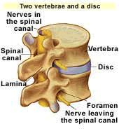 YOUR BACK is composed of vertebrae, discs, nerves and
