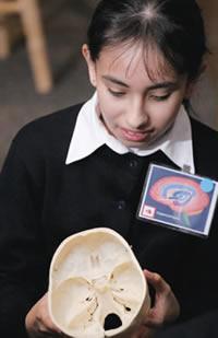 A student ponders the marvels of a model of the skull that contains the human brain.