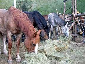 What are the various feed types? II. A feedstuff is an ingredient used in making the feed for animals. Feed is what animals eat to get nutrients.