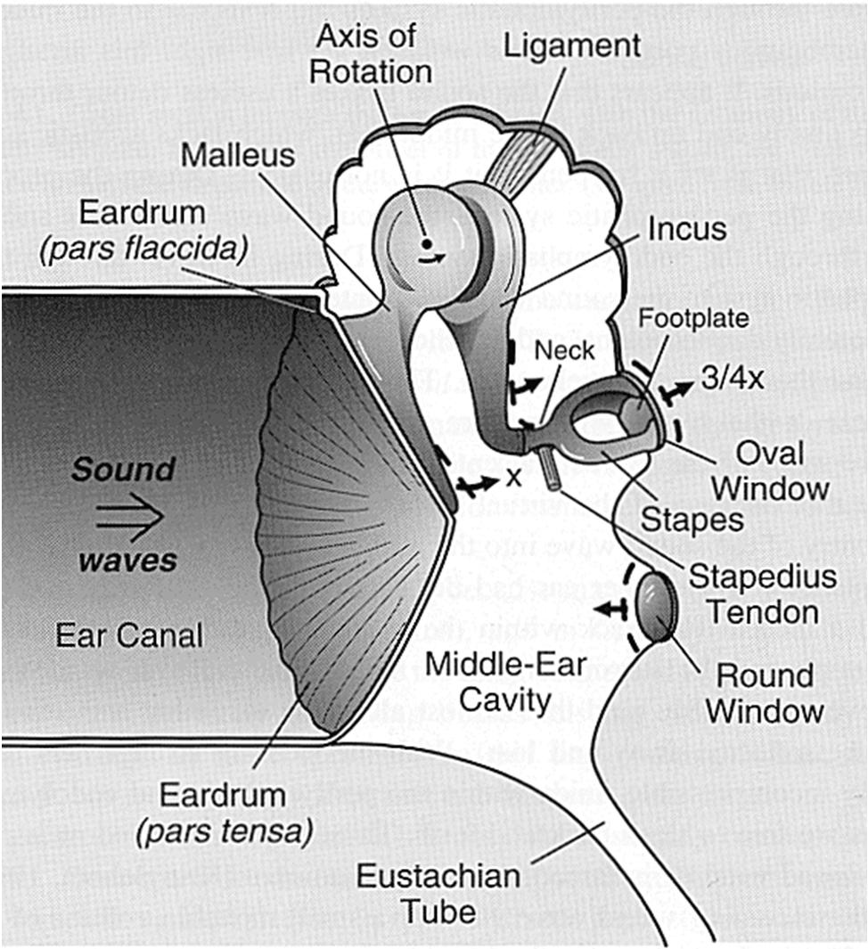 System = middle ear Compare movement of ear drum to the movement of the stapes 3 The problem We want to be able to predict what a system will do to a wide variety of signals, without having to try