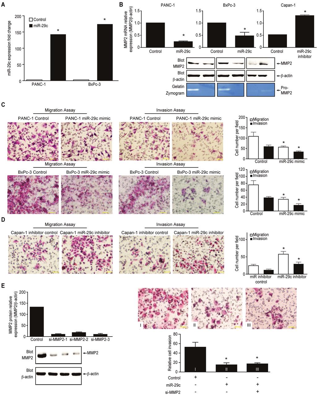 680 Carcinogenesis, 2015, Vol. 36, No. 6 Figure 2. mir-29c suppresses cell migration and invasion by regulating MMP2 expression.