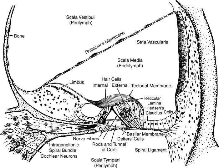 2.. Peripheral Auditory Anatomy and Physiology 9 Figure 2.2: Cross-section of the cochlea, showing inner and outer hair cells and basilear membrane.