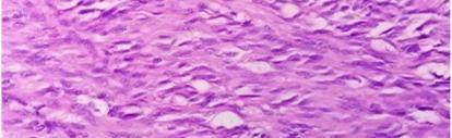 cytoplasm (H & E stain
