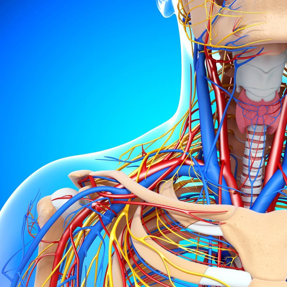 Vascular Anatomy Carotid Artery Internal