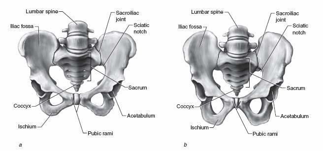 Men and Women: Anatomy The female pelvis is shallower and wider and has anterior tilt.