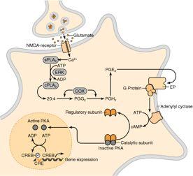 Other GPCRs for prostaglandins signal through calcium Some prostaglandin receptors are nuclear hormone receptors (e.g. PPAR gamma) that directly activate gene transcription Various prostaglandins, cell types, cell responses.
