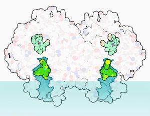 COX structure with indomethacin Heme Cyclooxygenase active site NSAID = non-steroidal