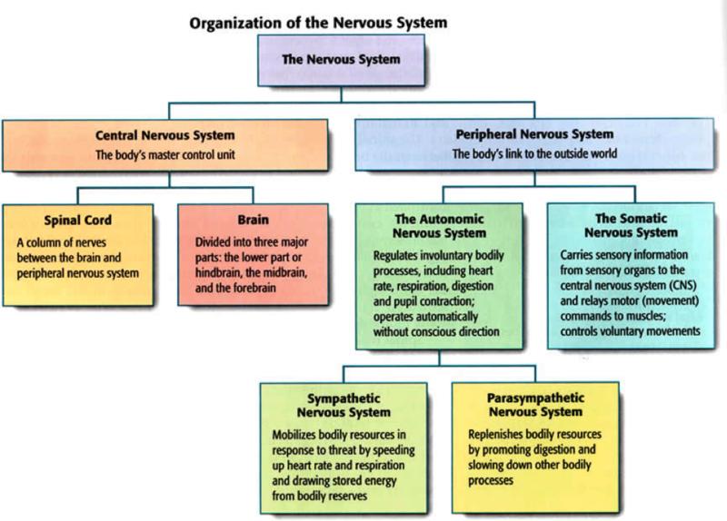 Describe the nervous system and its subdivisions and functions The human nervous system
