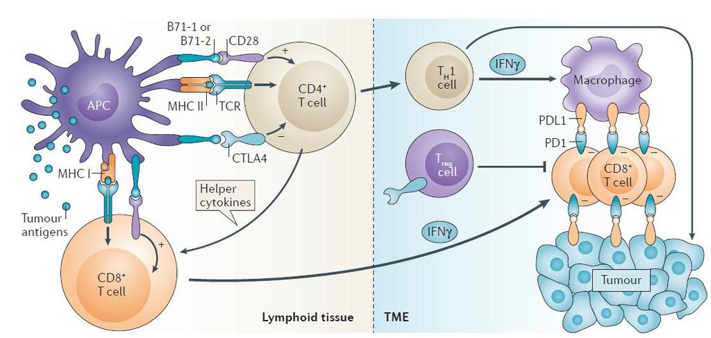 Mechanism of tumor immune reaction