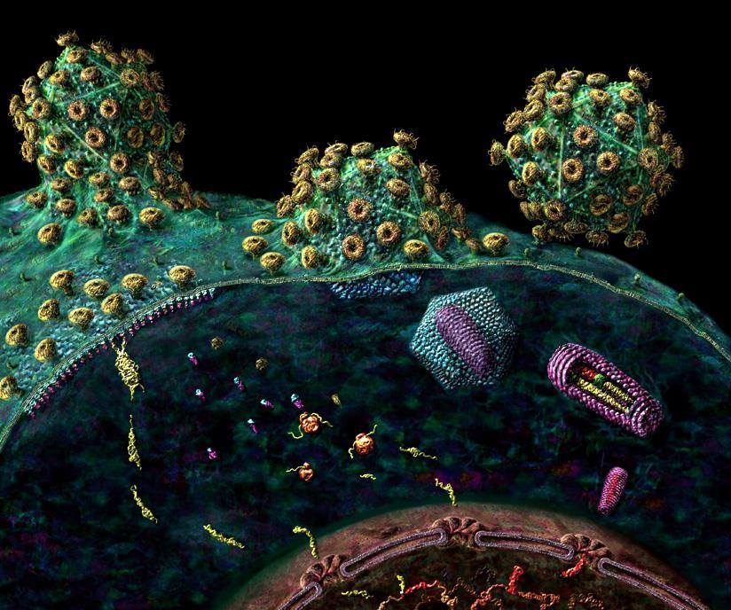 Viruses enter cells in various ways.