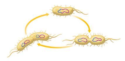 A lysogenic infection does no immediate harm. The prophage may leave the host s DNA and enter the lytic cycle.