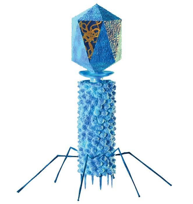 Bacteriophages infect bacteria.