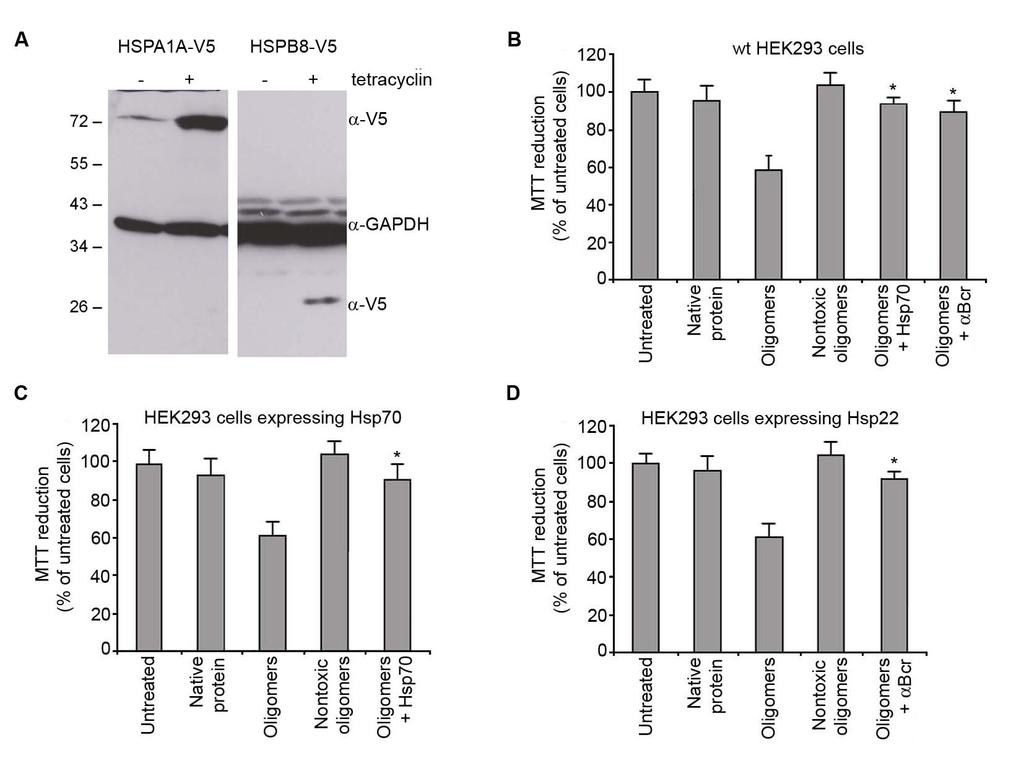 Fig. S10. Effect of HypF-N oligomers on HEK293 cells expressing intracellular chaperones.