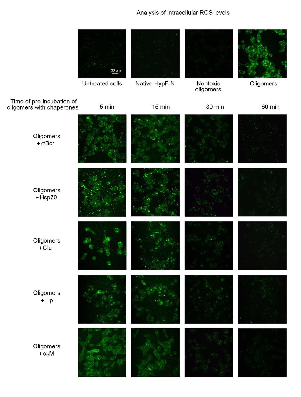 Fig. S5. Representative confocal scanning microscope images of SH-SY5Y showing intracellular ROS levels.