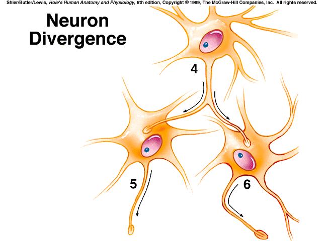 neuron is facilitated when it receives subthreshold stimuli & becomes more excitable D.