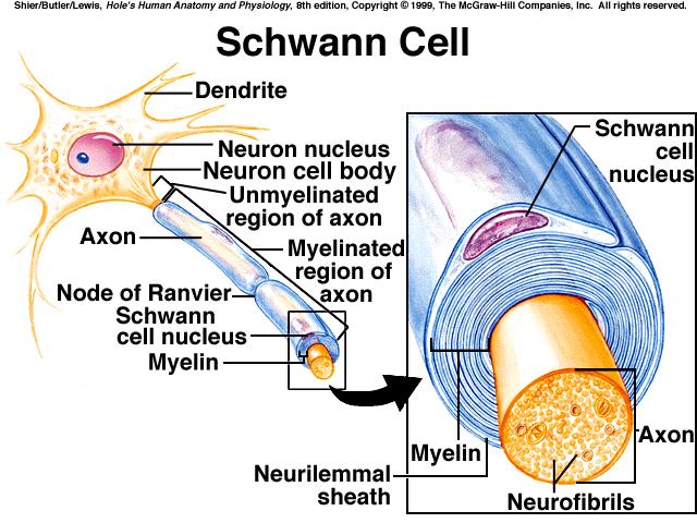 E. Neuron Structure *neurons vary in size & shape but they have some similarities = cell body, cell processes, & organelles *cell body in every neuron, contains granular cytoplasm, mitochondria,